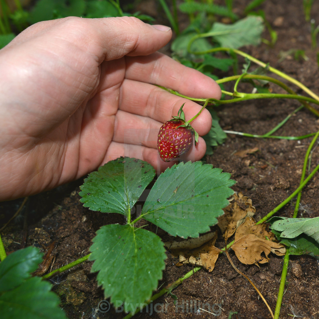 "Stawberry in hand" stock image