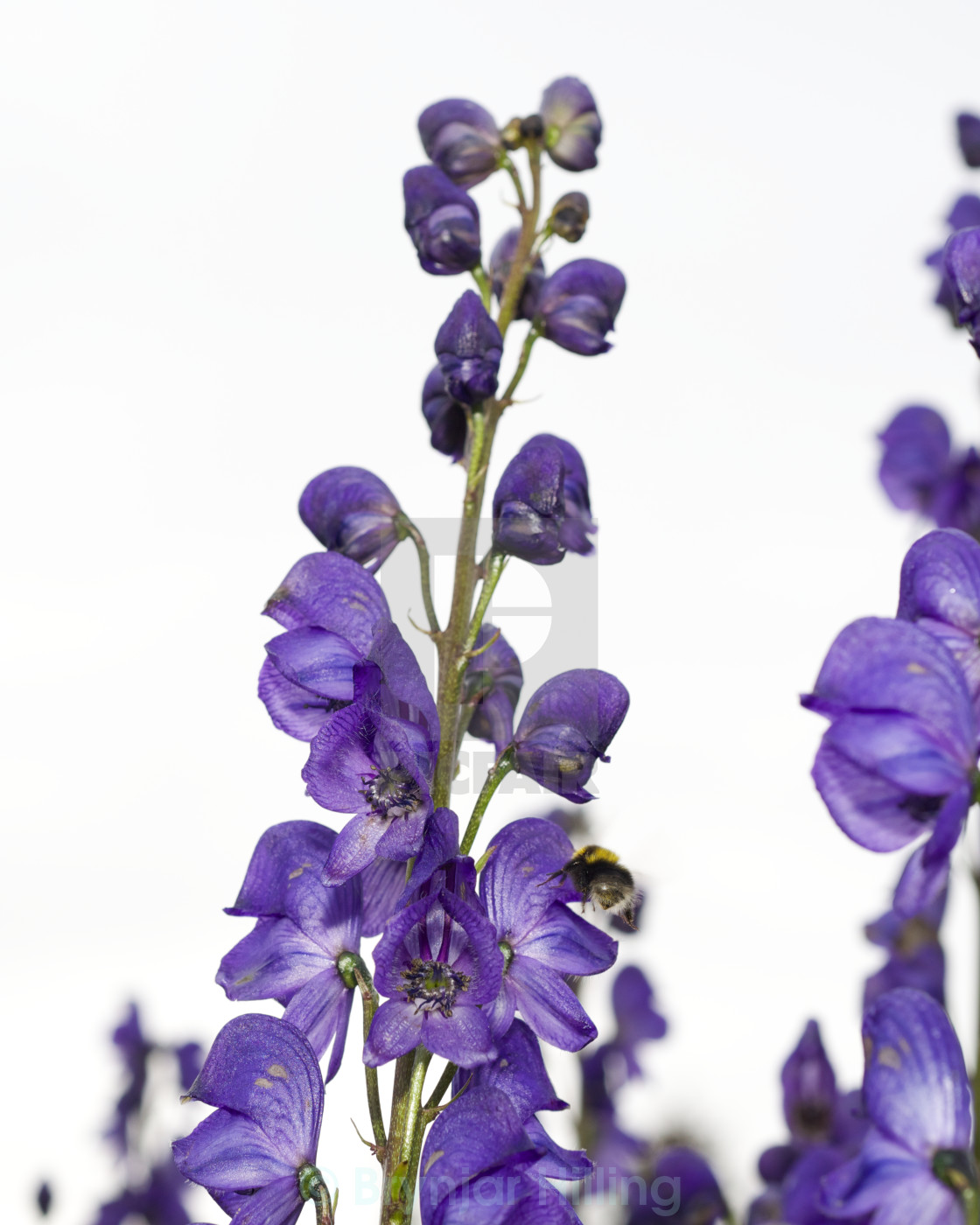 "bumble bee on flower" stock image