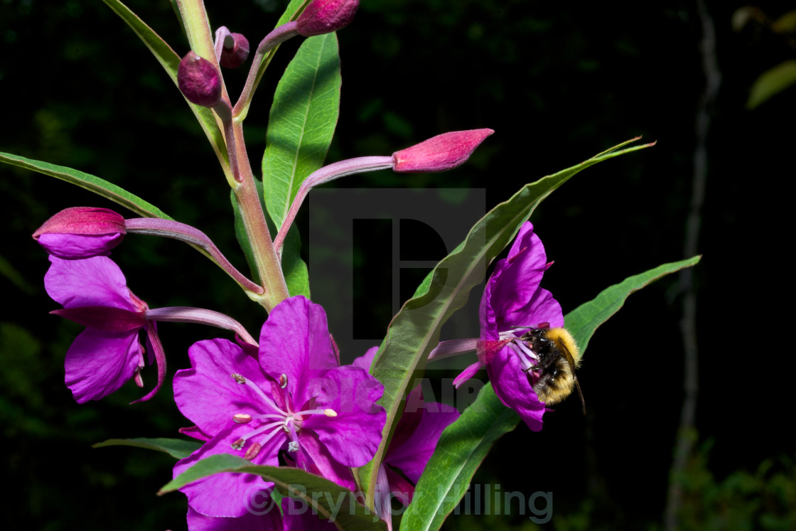 "Bumble bee on a pink flower" stock image