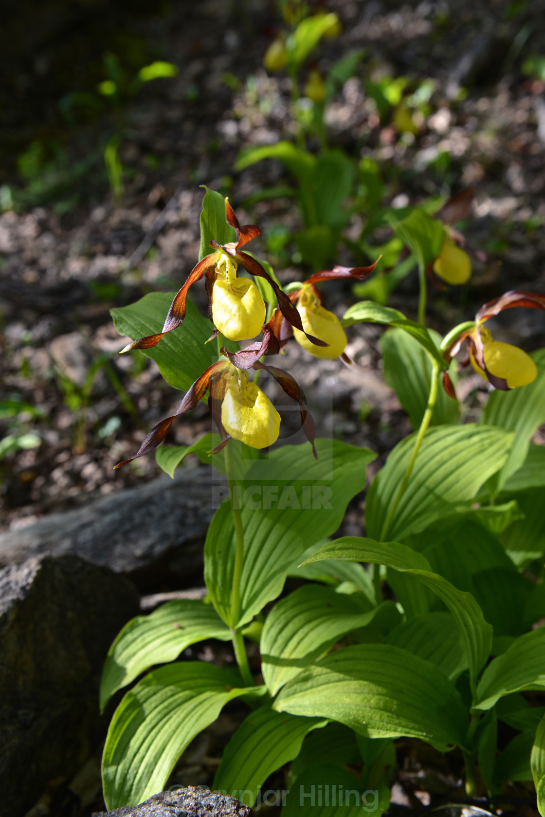 "orchid in the forest" stock image