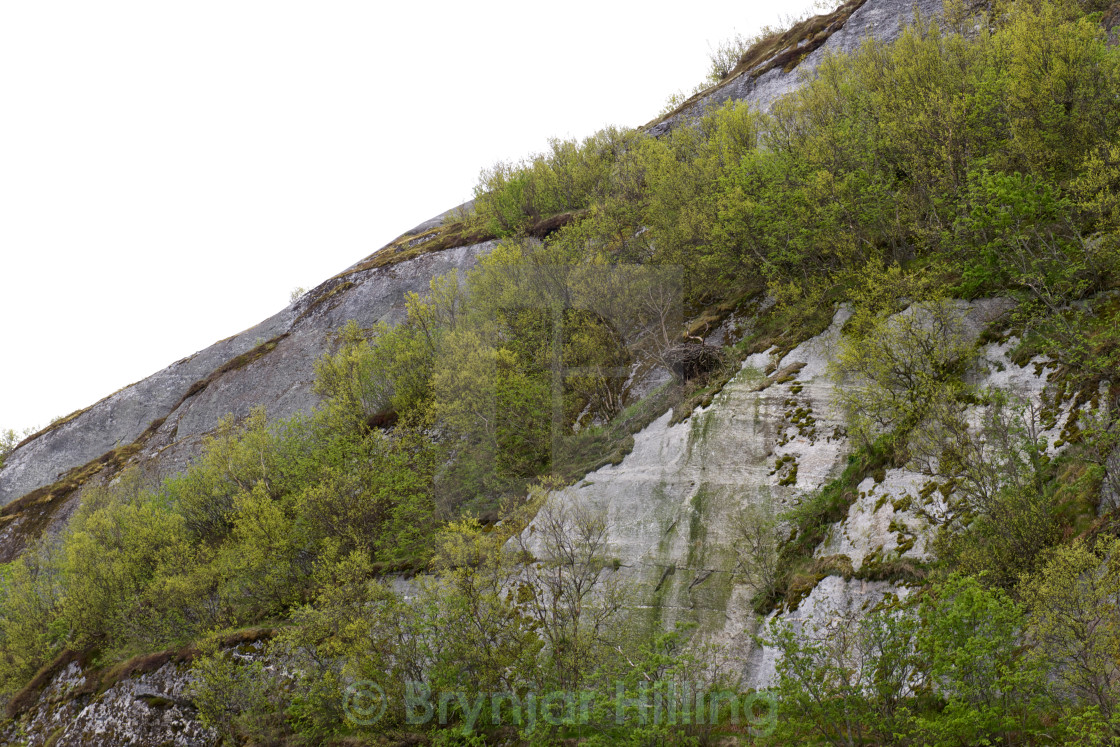 "Sea eagle nest" stock image