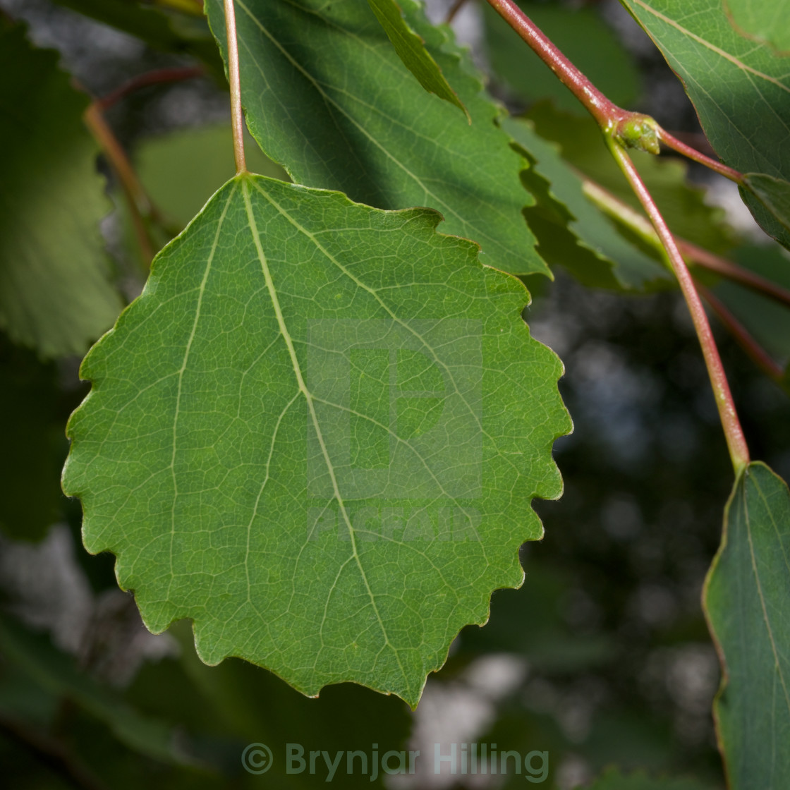 "leaf of populous tremula" stock image