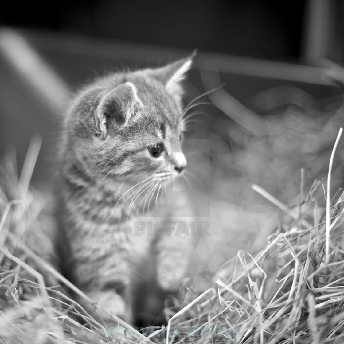 "Kitten in hay" stock image