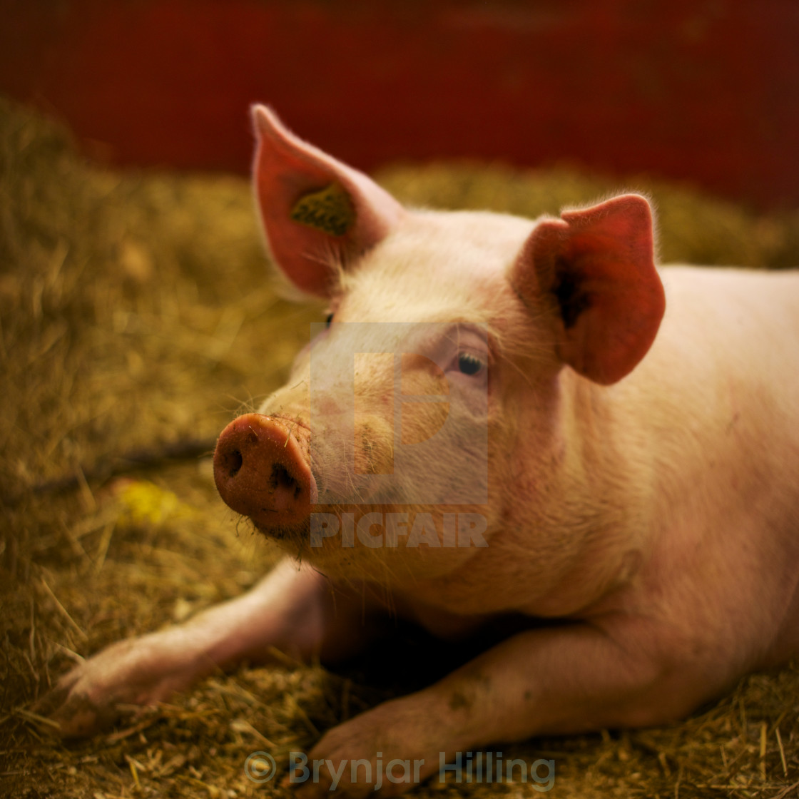 "pig in bin" stock image