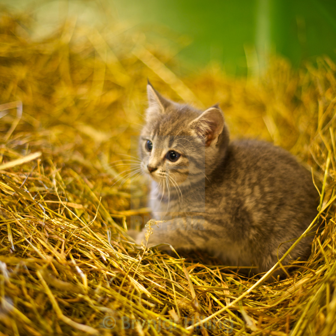 "kitten in hay" stock image