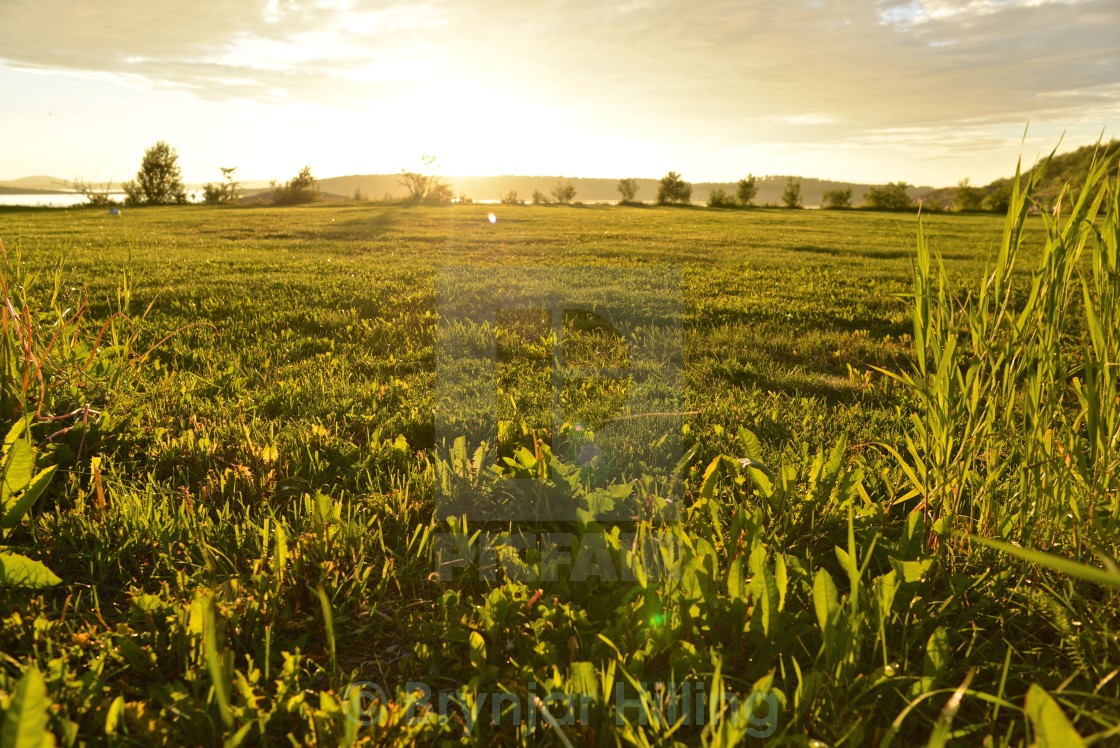 "Field in sunset" stock image