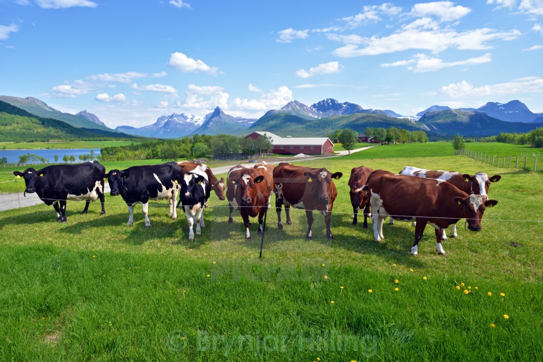 "cows in green grass" stock image