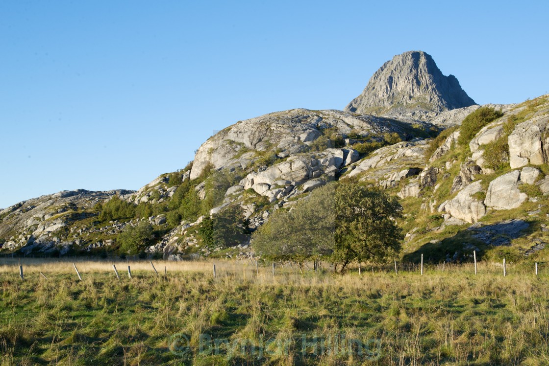 "Tree in front of mountain" stock image