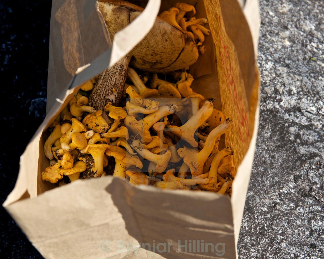 "Chanterelle in a bag" stock image