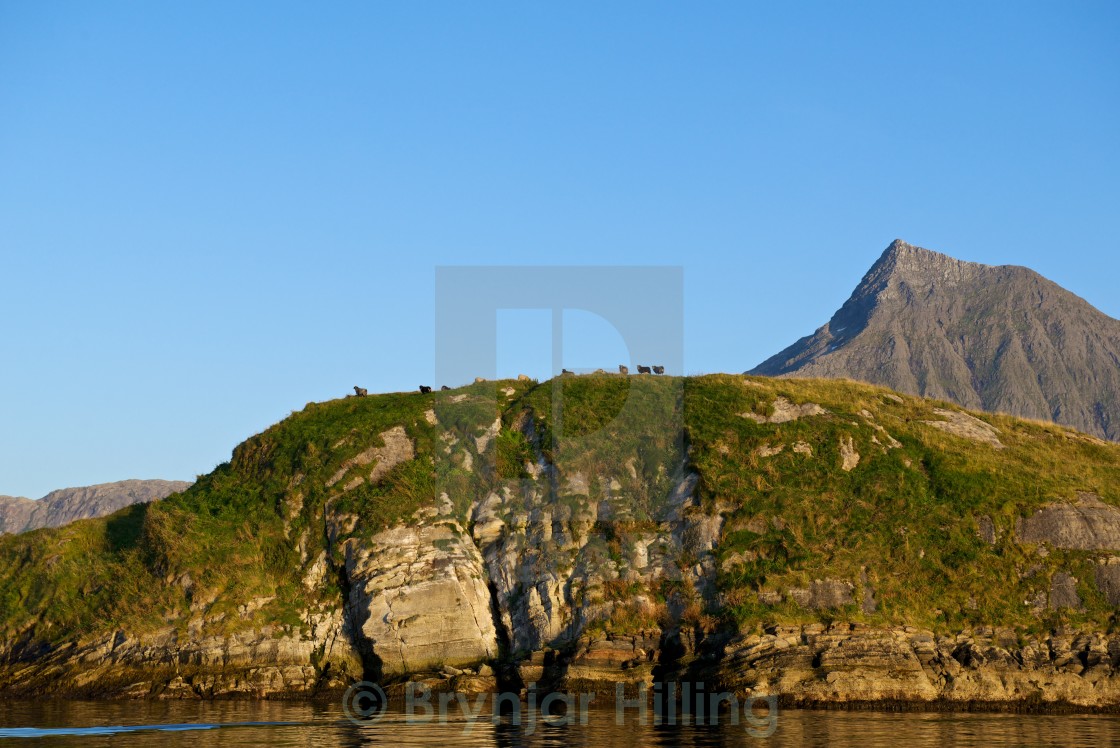 "sheep on top of a island" stock image