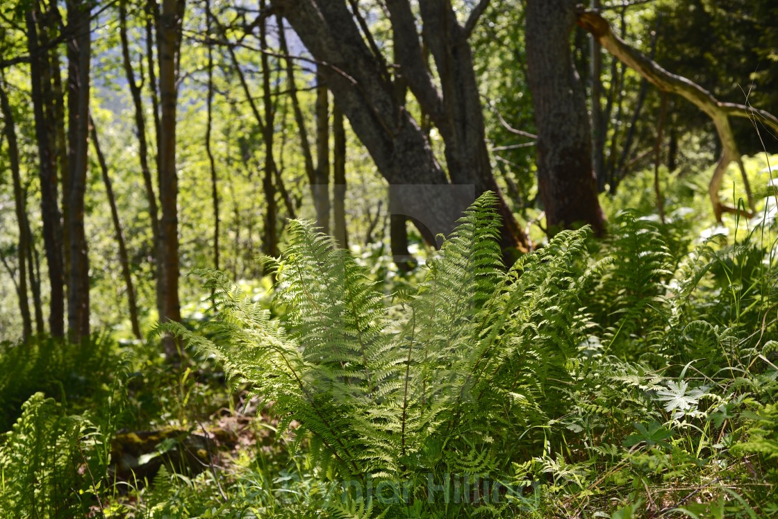 "plant in forest" stock image