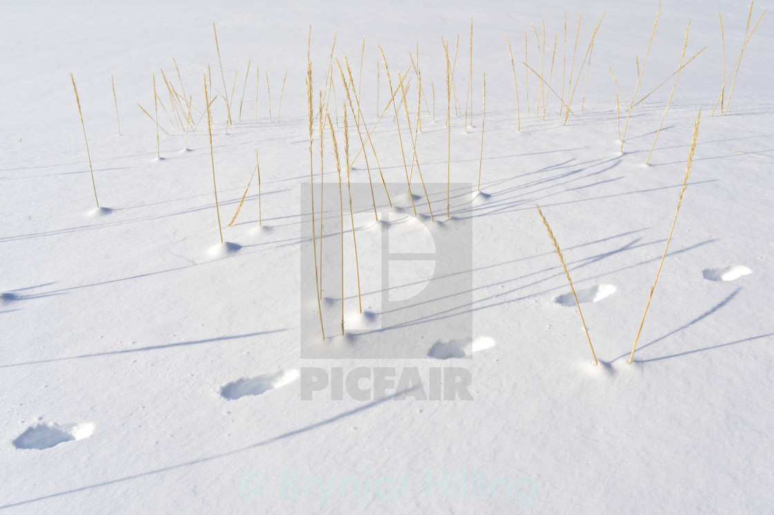 "Straw in snow" stock image