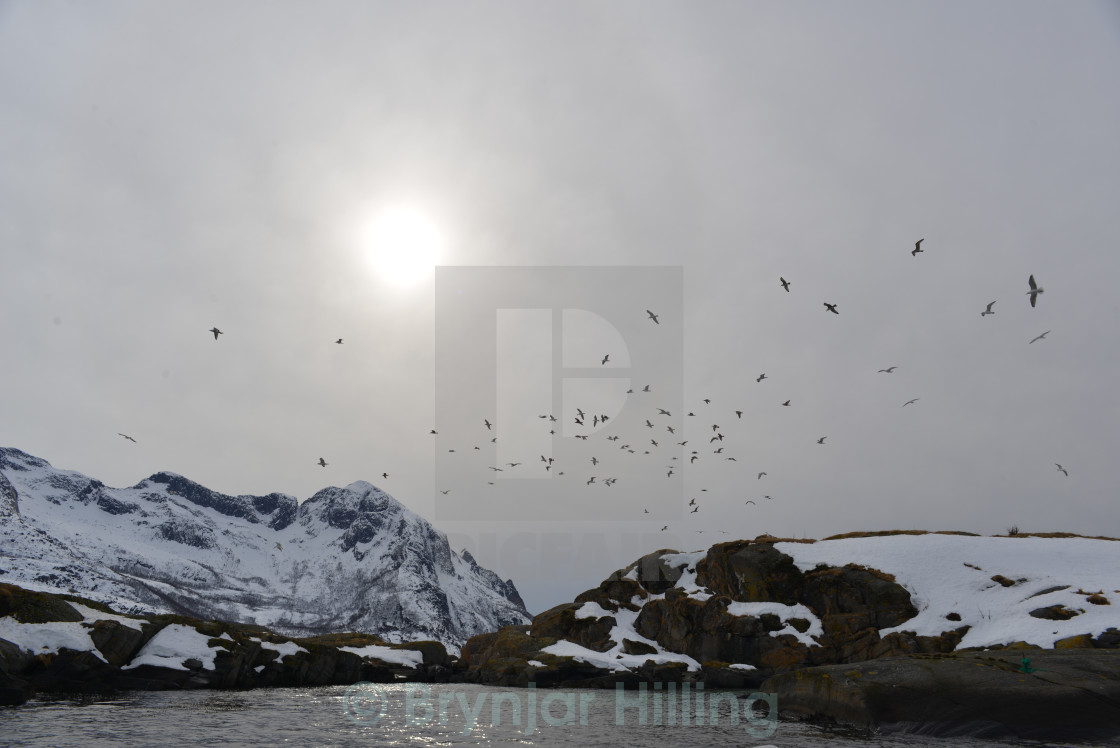 "Birds over islands" stock image