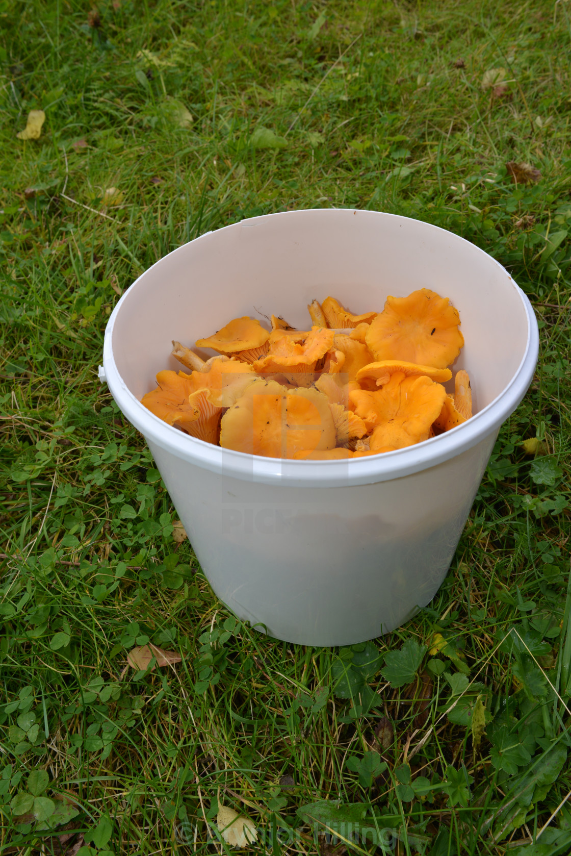 "Chanterelle in a bucket" stock image