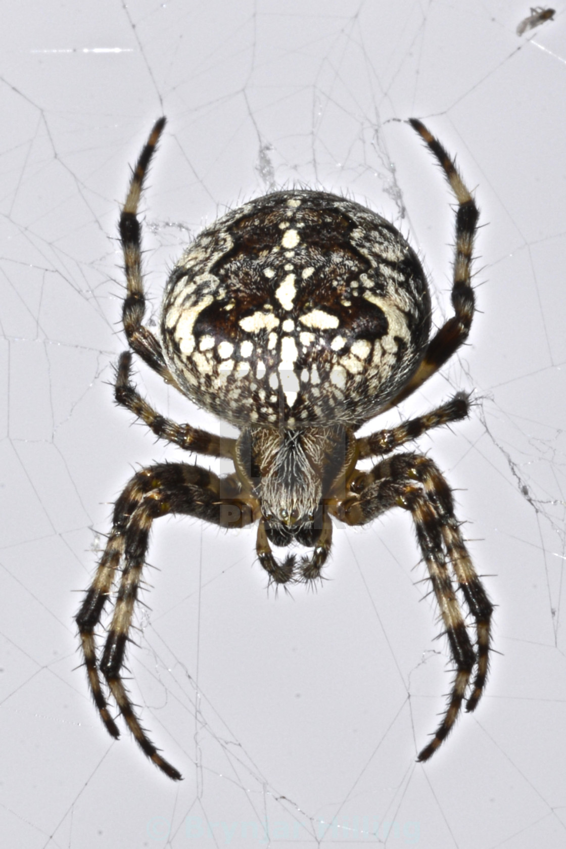 "Spider in its web" stock image