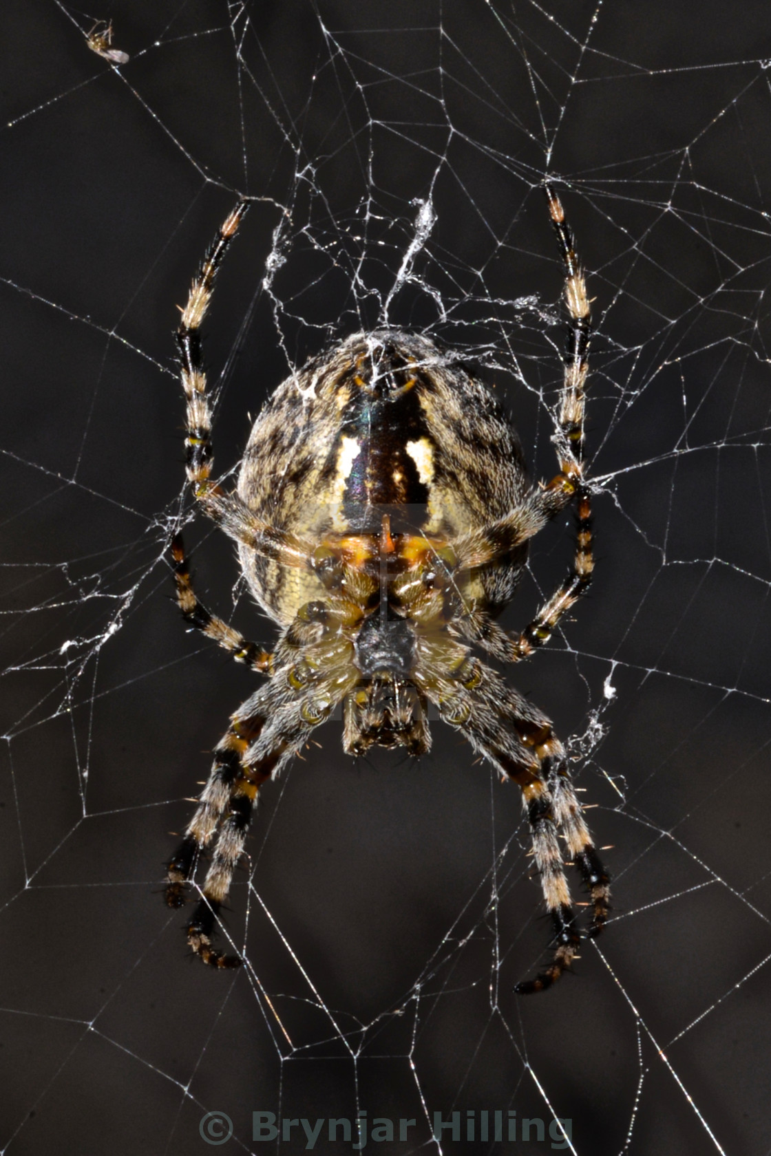 "Spider in its web" stock image