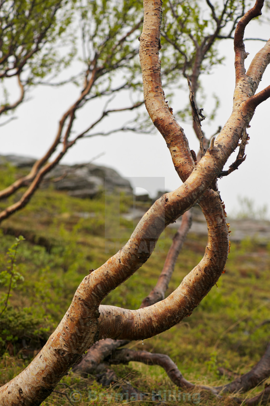 "Birch three in the arctic" stock image