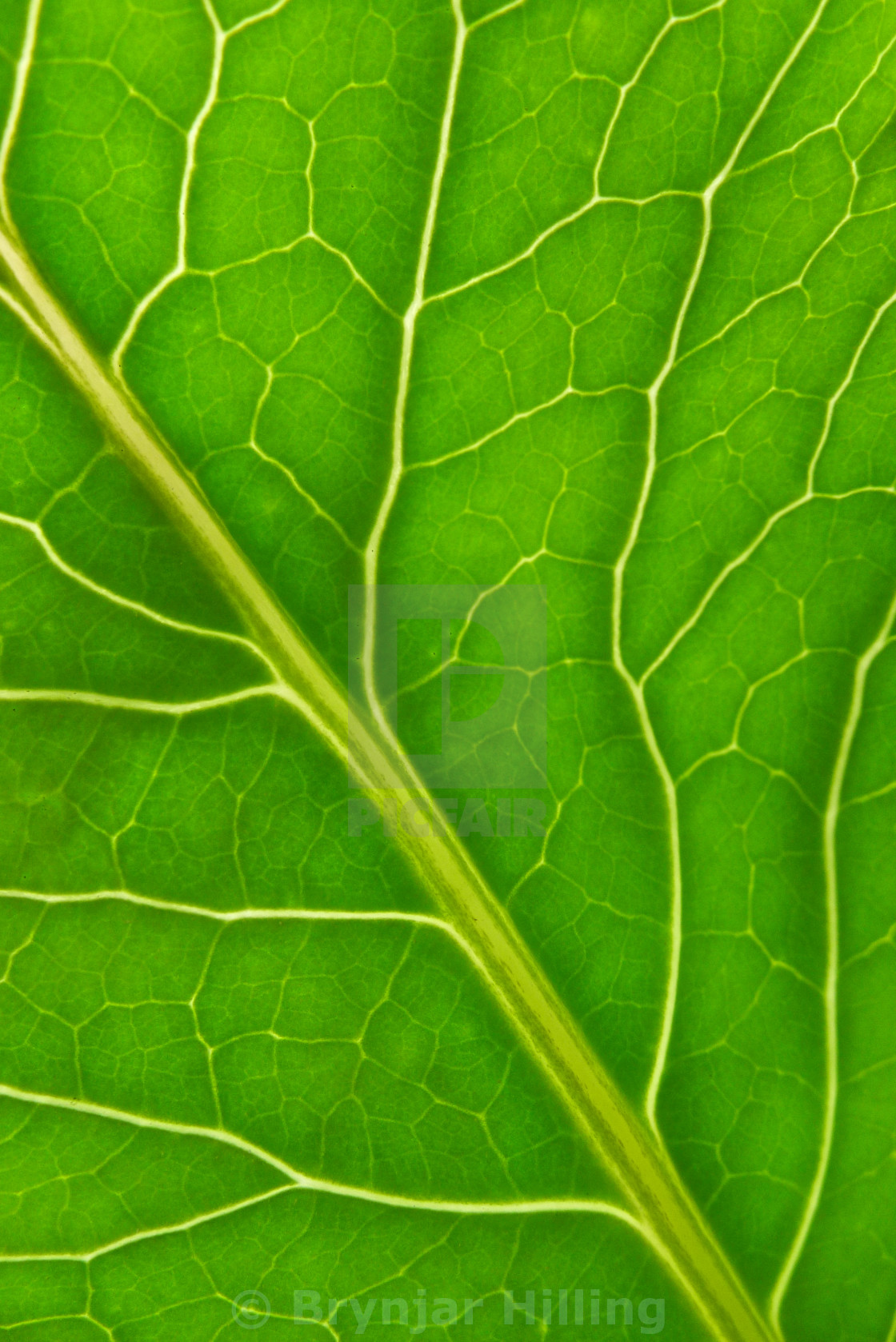 "Green leaf" stock image