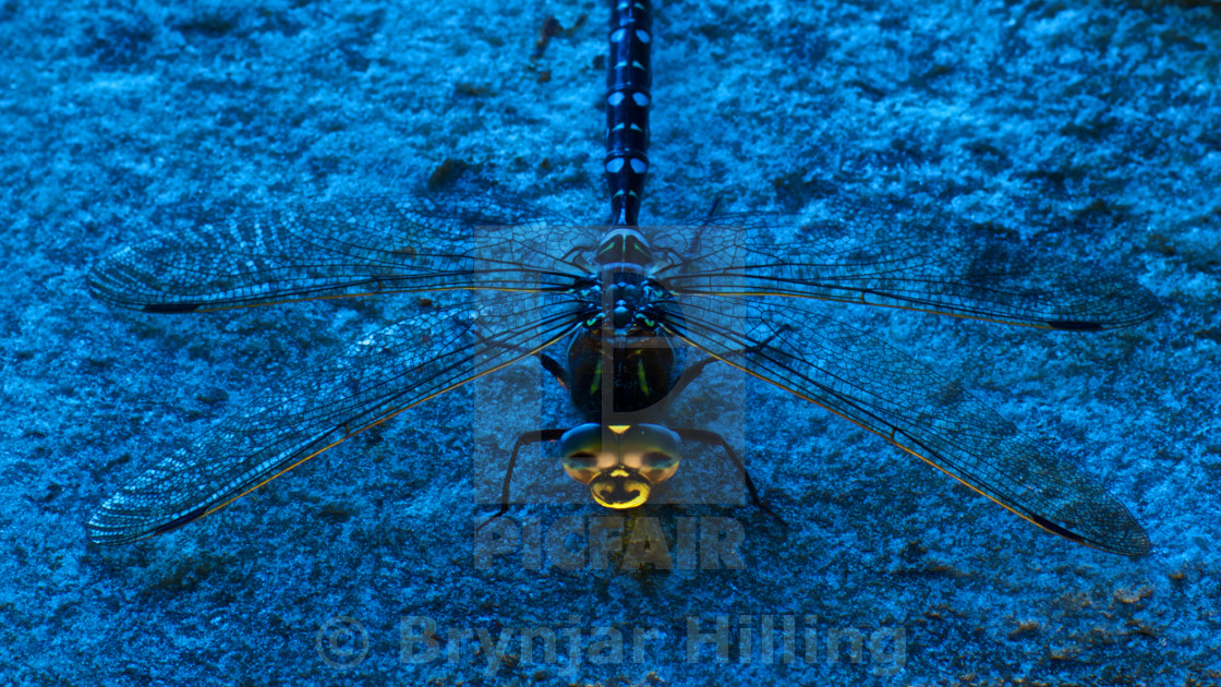 "Dragon fly" stock image