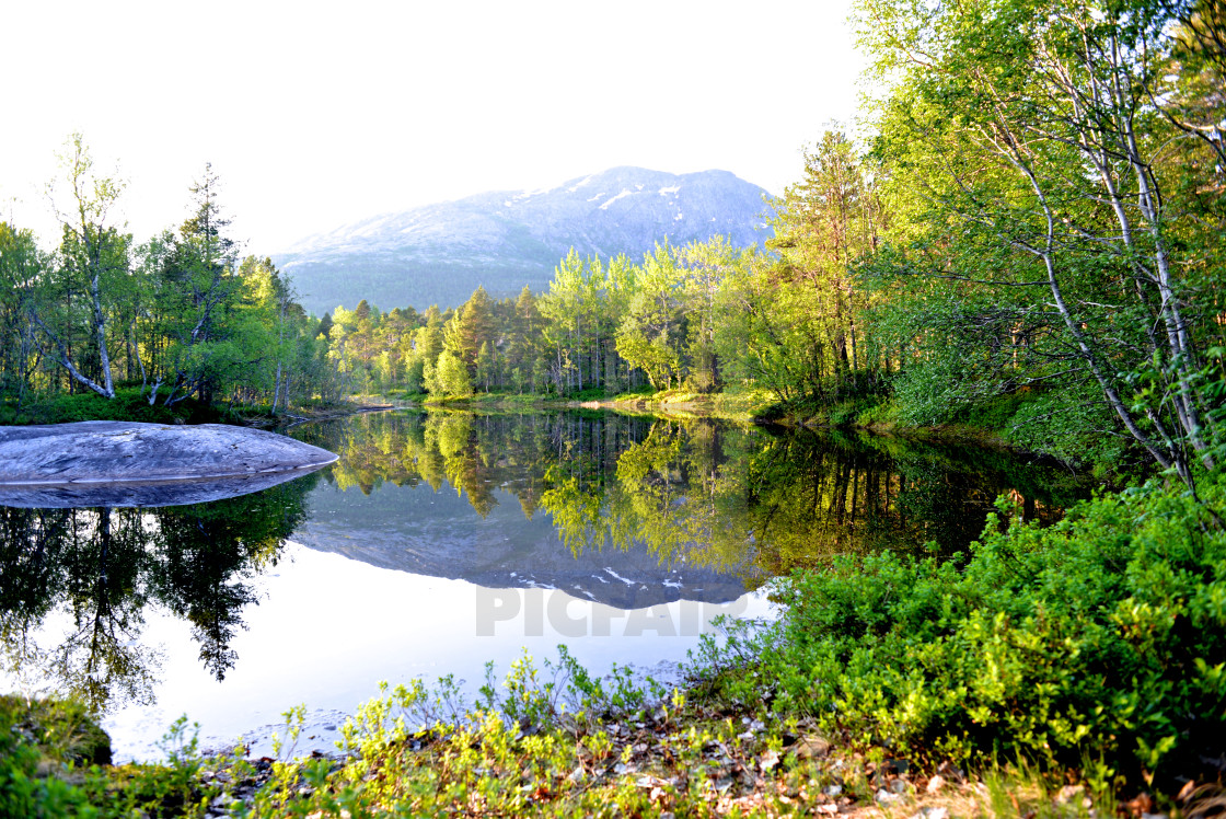 "River and forest" stock image