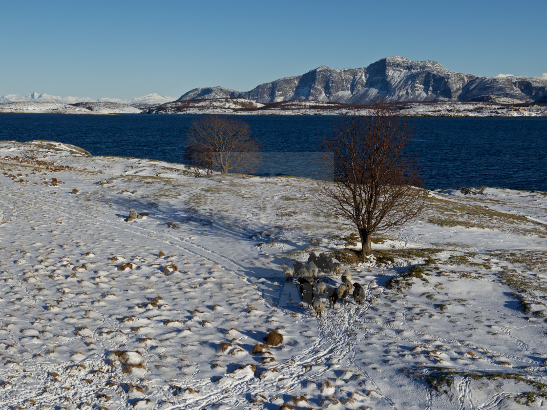 "Norwegian wild sheep on island" stock image