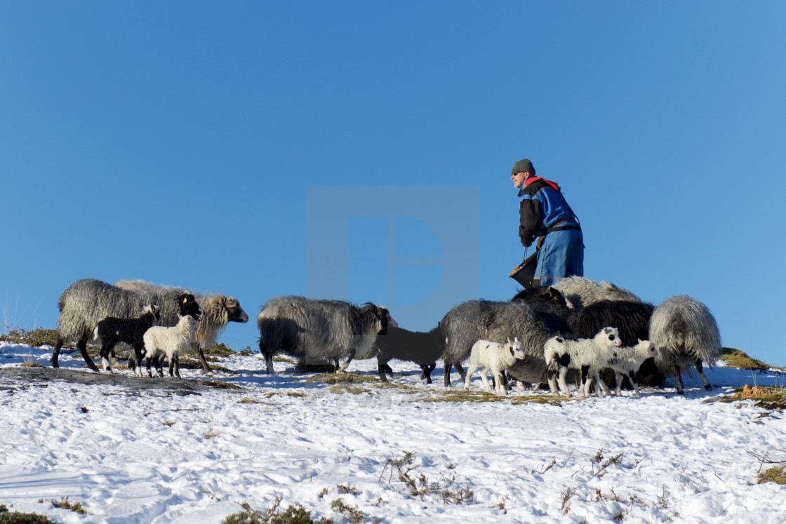 "farmer feeding his sheep" stock image