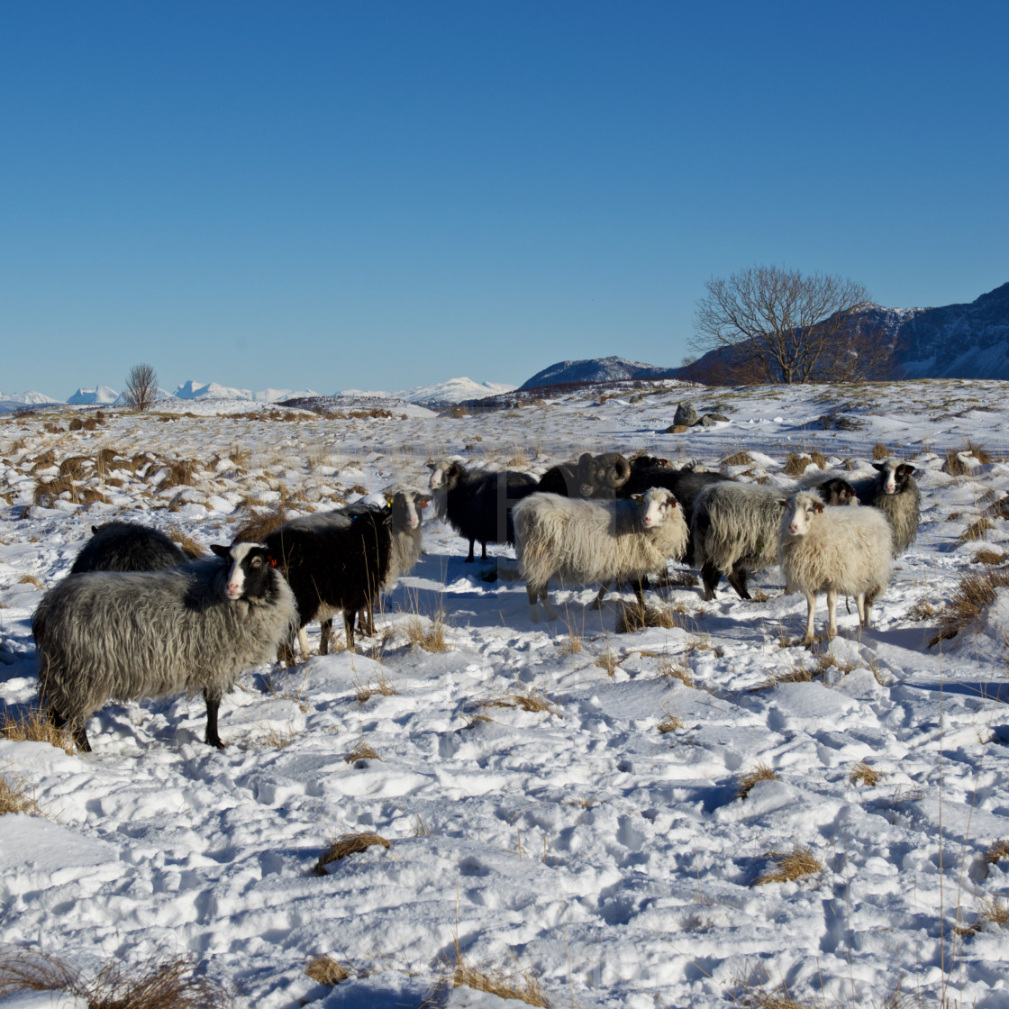 "Villsau på øy i Nordland" stock image