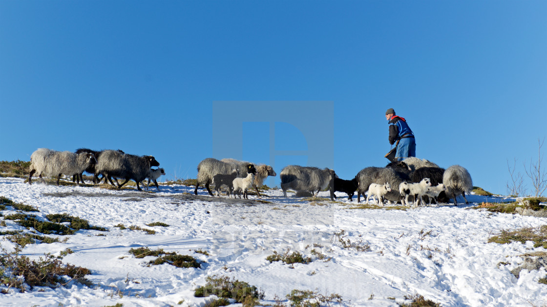 "Villsau får tilsyn av bonde" stock image