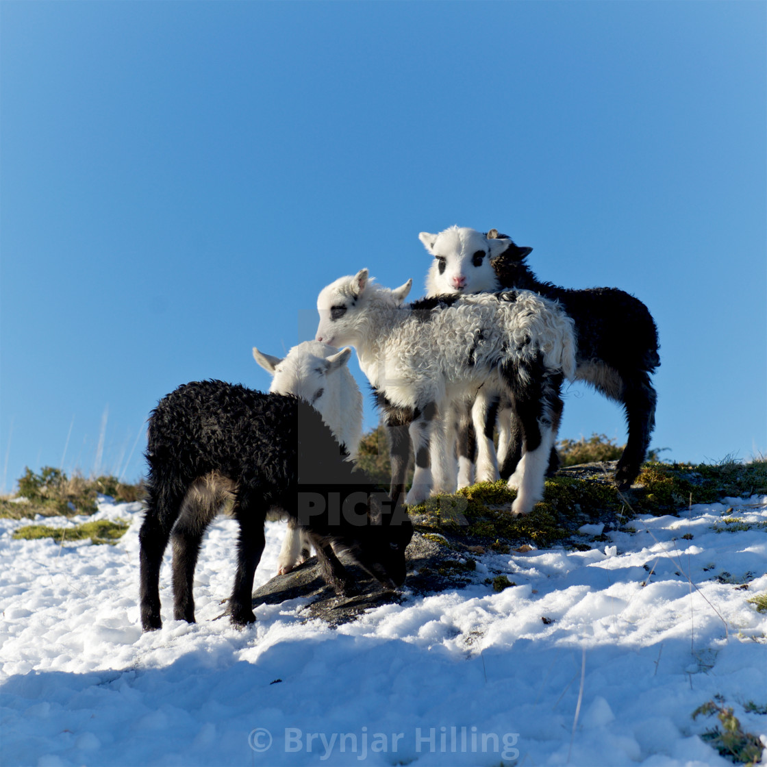 "Norsk ursau lam" stock image