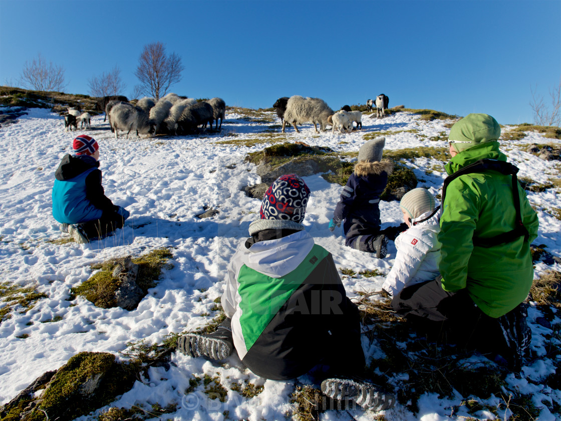 "Norwegian wild sheep on island" stock image