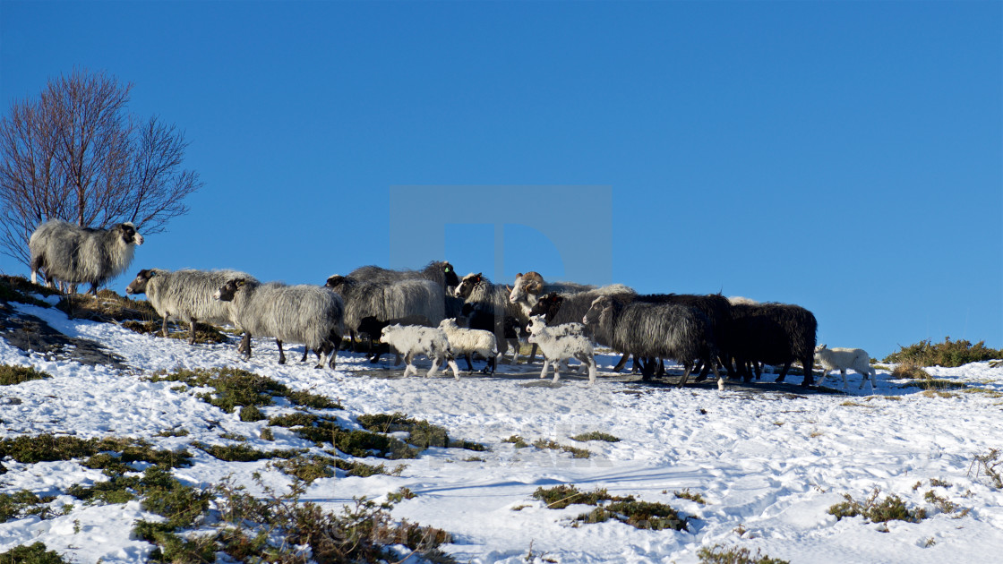 "Sheep in springtime" stock image