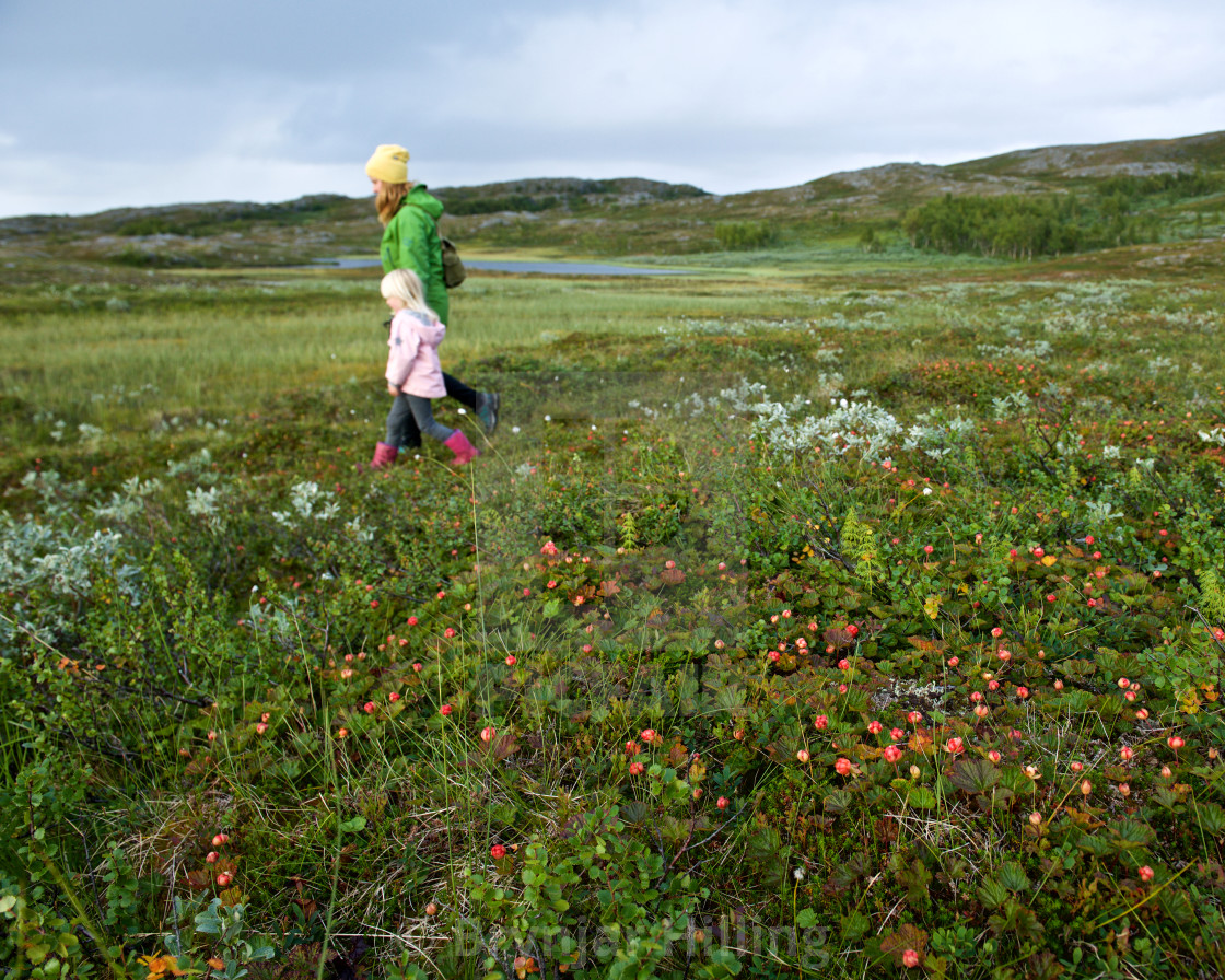 "Woman and child seeking cloudberries" stock image