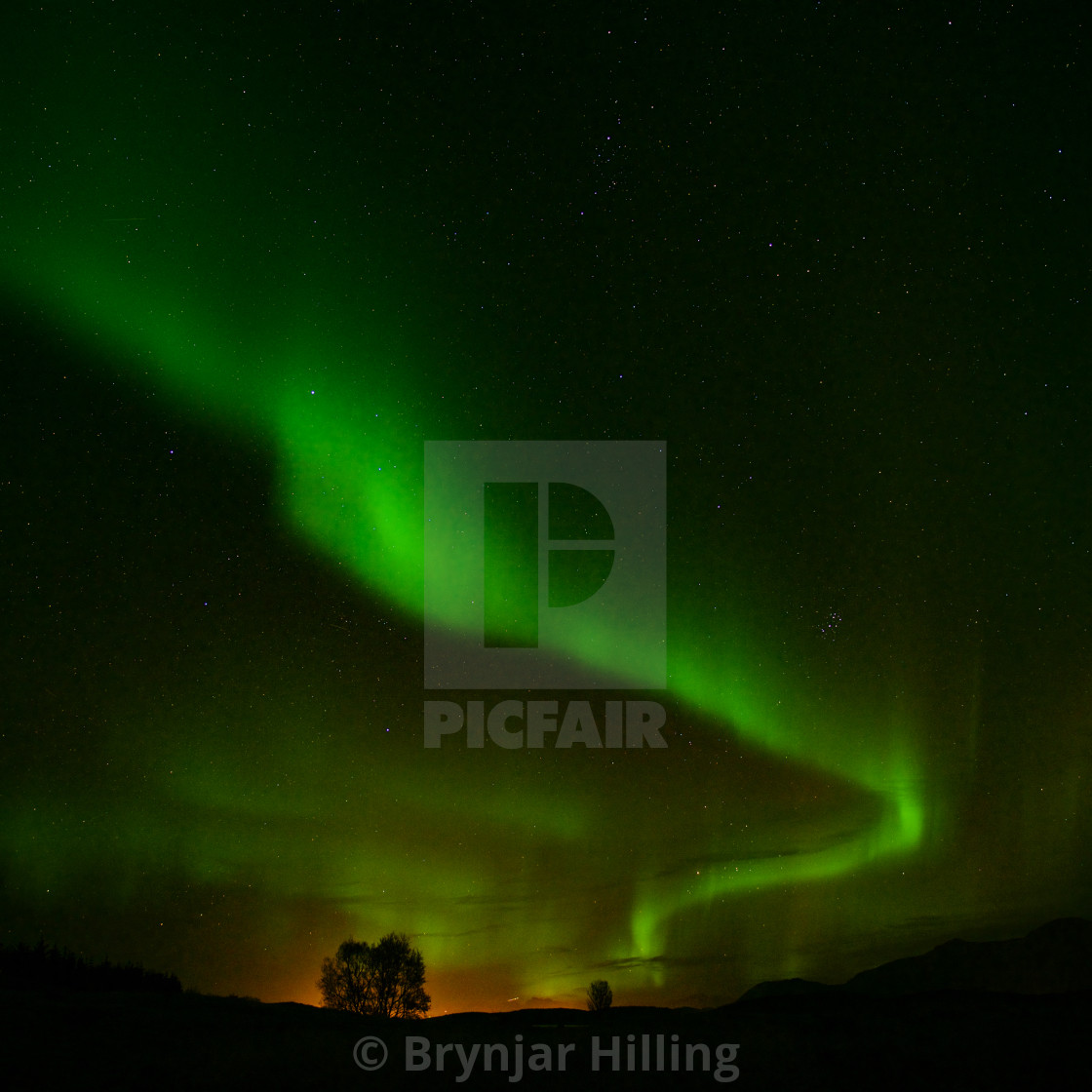 "Northern Lights over red tree" stock image