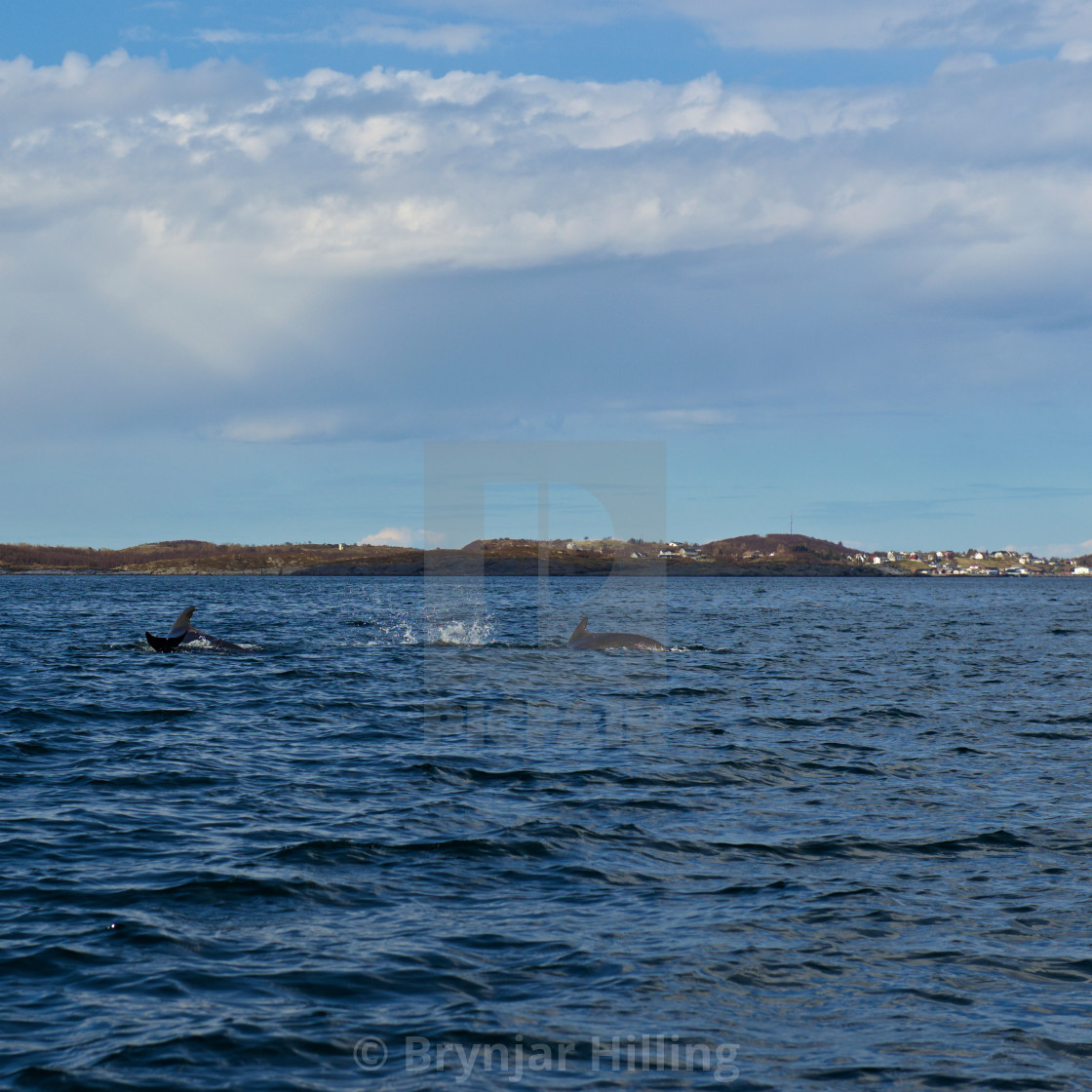 "Whales surfacing in Norway" stock image