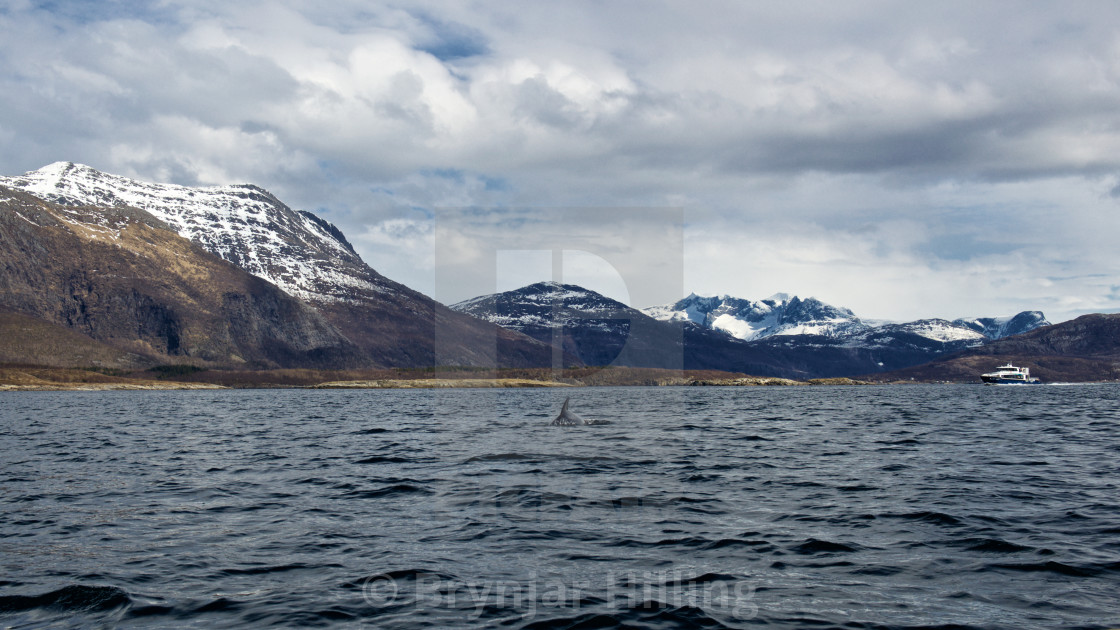 "Whale in the fjord" stock image