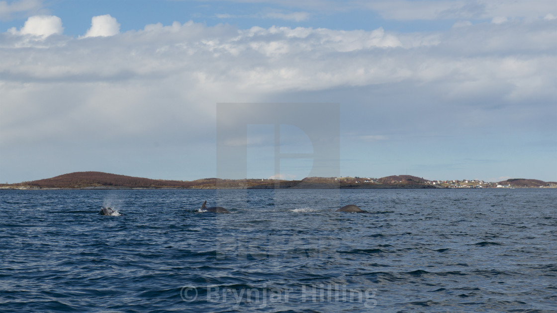 "Whales surfacing in Norway" stock image