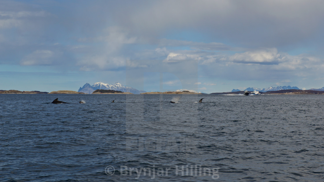 "Whales surfacing in Norway" stock image