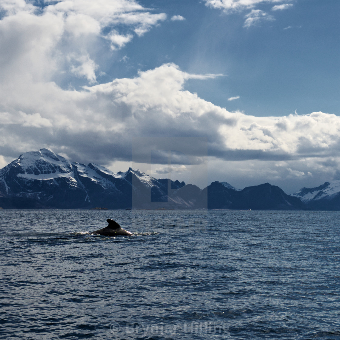 "Whale surfacing in Norway" stock image