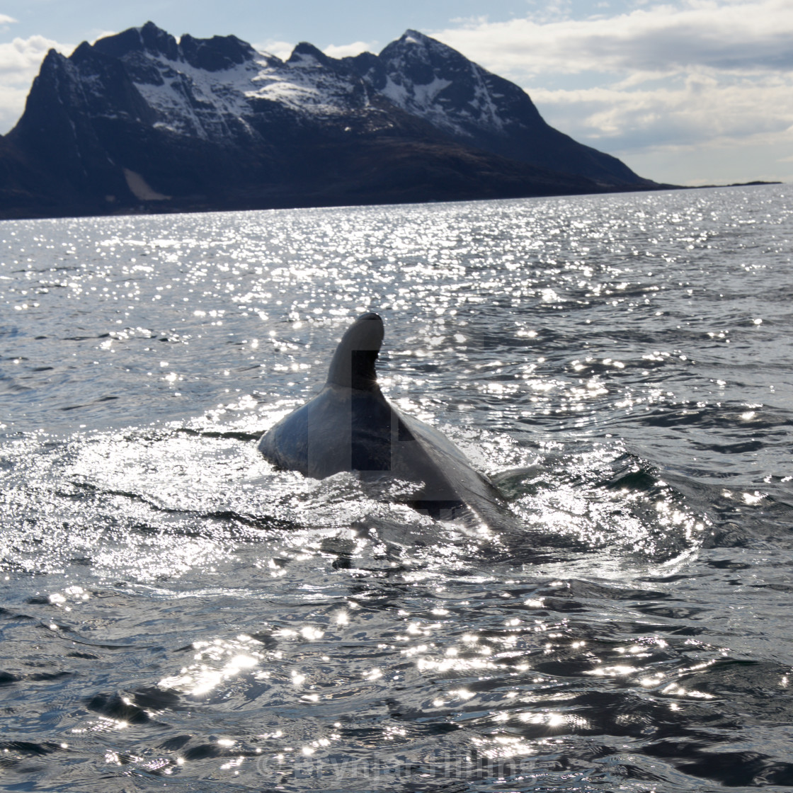 "Whale surfacing in Norway" stock image