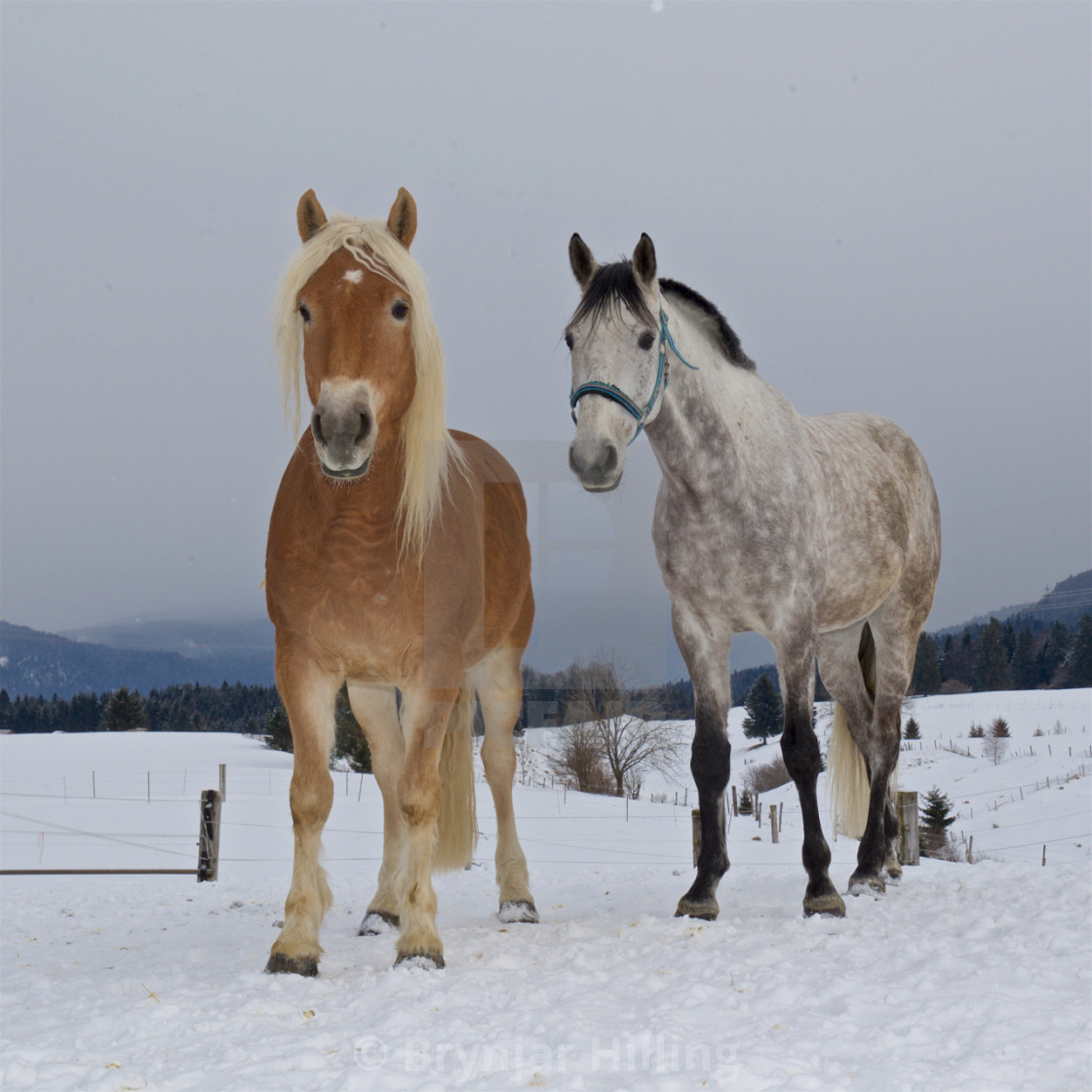 "Horses in snow" stock image