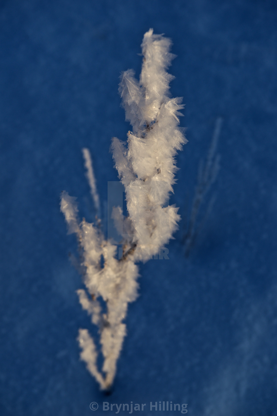 "Ice- covered straw" stock image