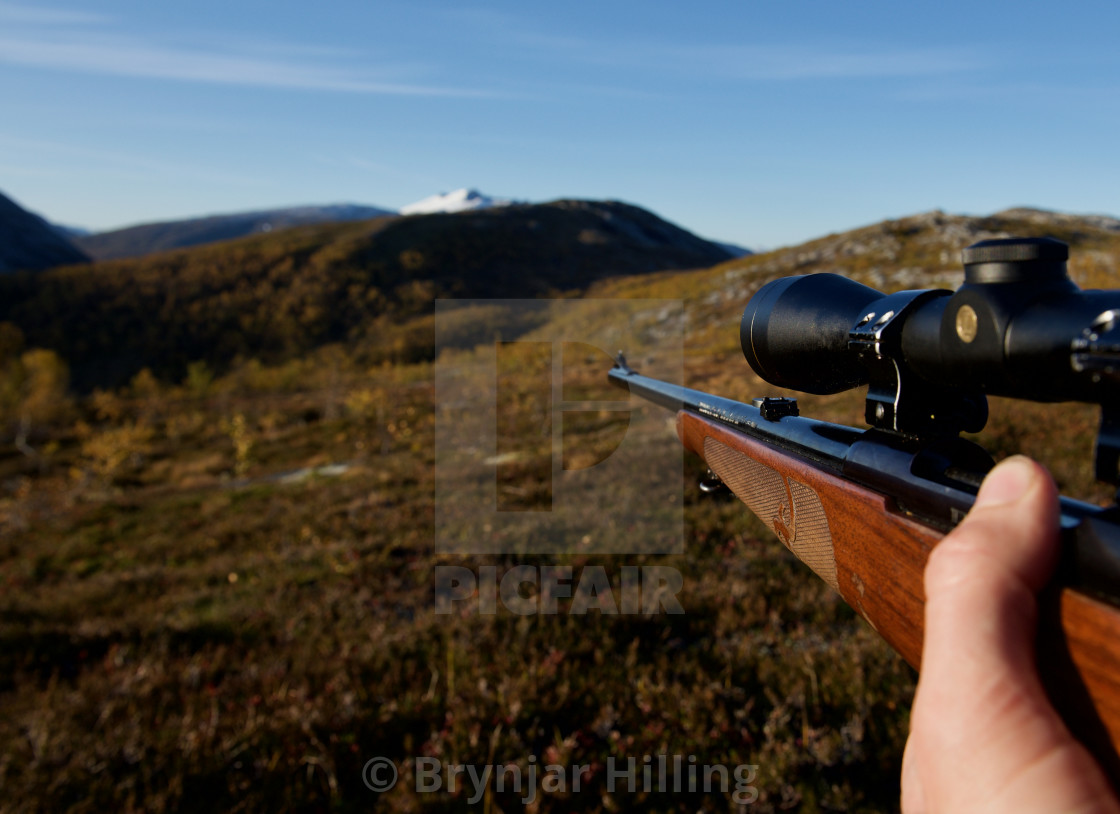 "Gun in moose hunt" stock image