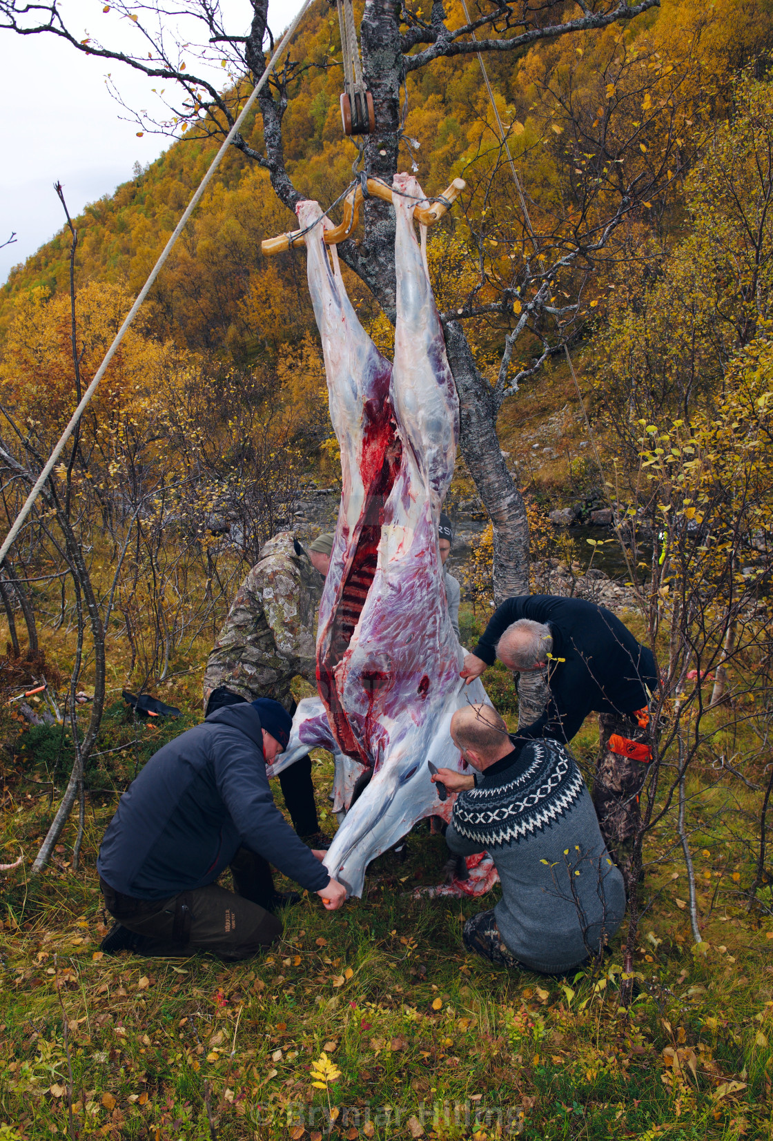 "Dead moose skinned by hunters" stock image