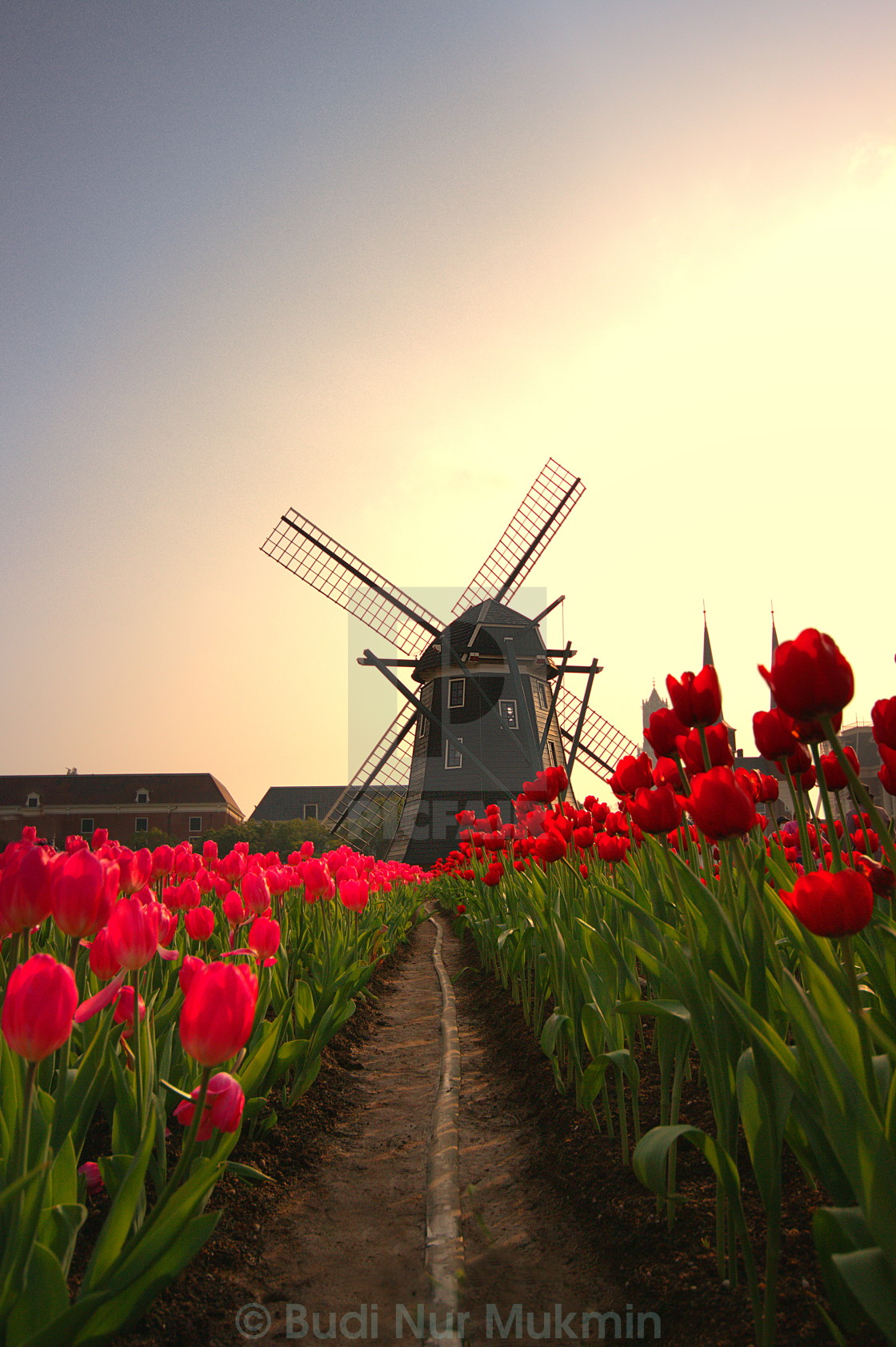 "Tulips and Windmill" stock image