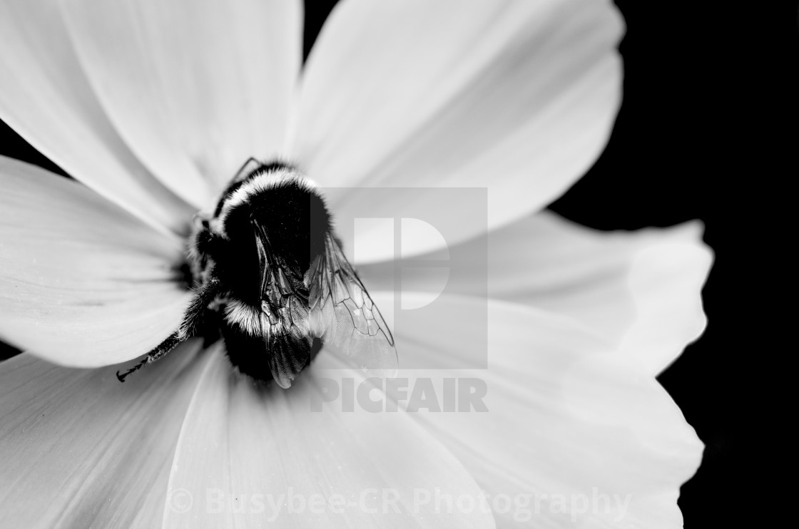 "Busybee at work" stock image