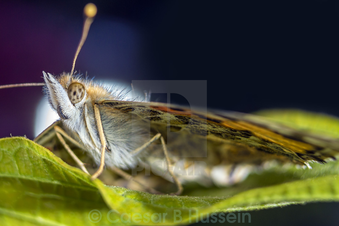 "Macro Butterfly" stock image