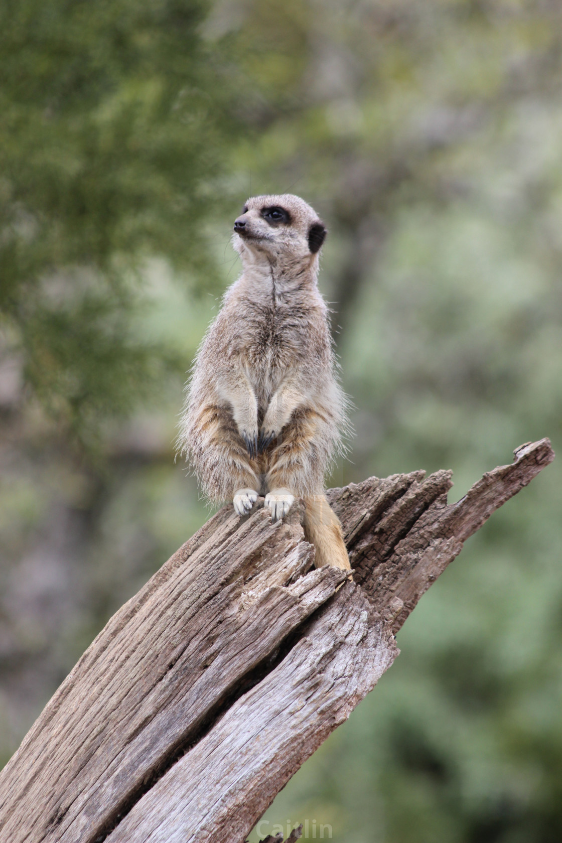 Meerkat On The Lookout License Download Or Print For 12 40 Photos Picfair