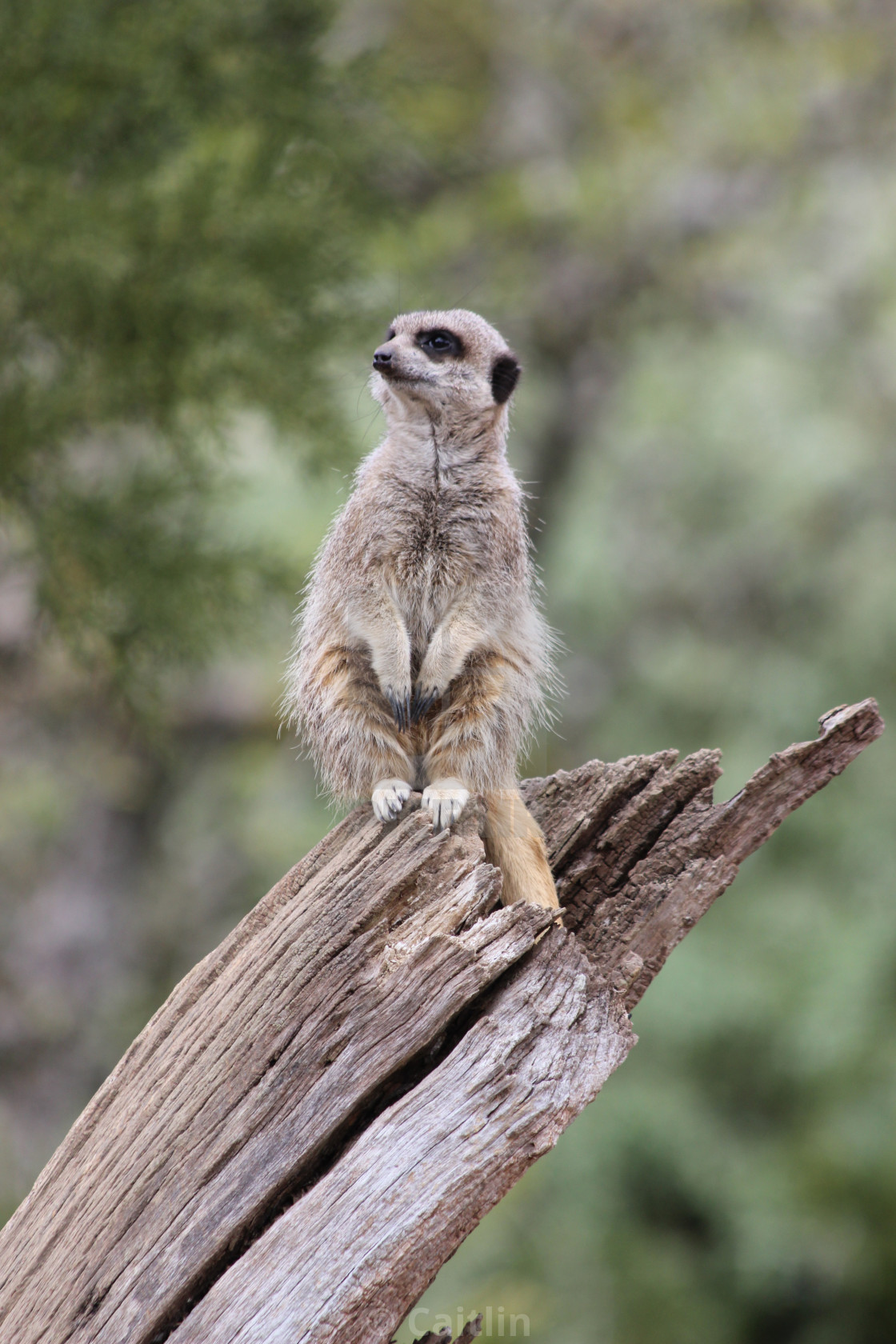 Meerkat On The Lookout License Download Or Print For 12 40 Photos Picfair Meerkat On The Lookout License Download Or Print For 12 40 Photos Picfair