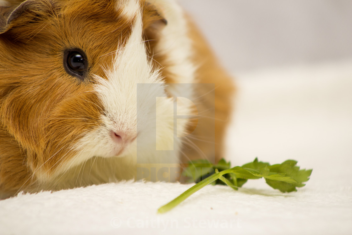 ginger and white guinea pig