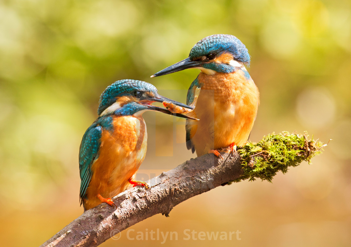 "You going to share that?" stock image